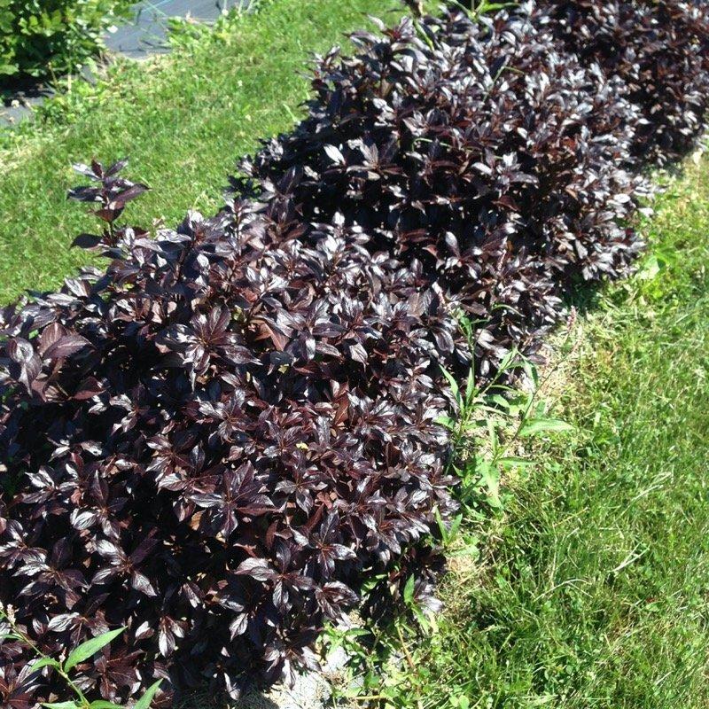 Weigela Florida Midnight Wine Shine - View 15 from www redcrocus com