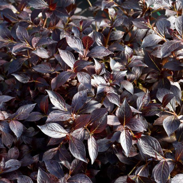 Weigela Florida Midnight Wine Shine - View 16 from www redcrocus com
