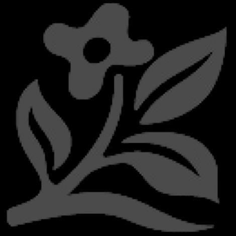 Weigela Florida Midnight Wine Shine - View 18 from www redcrocus com
