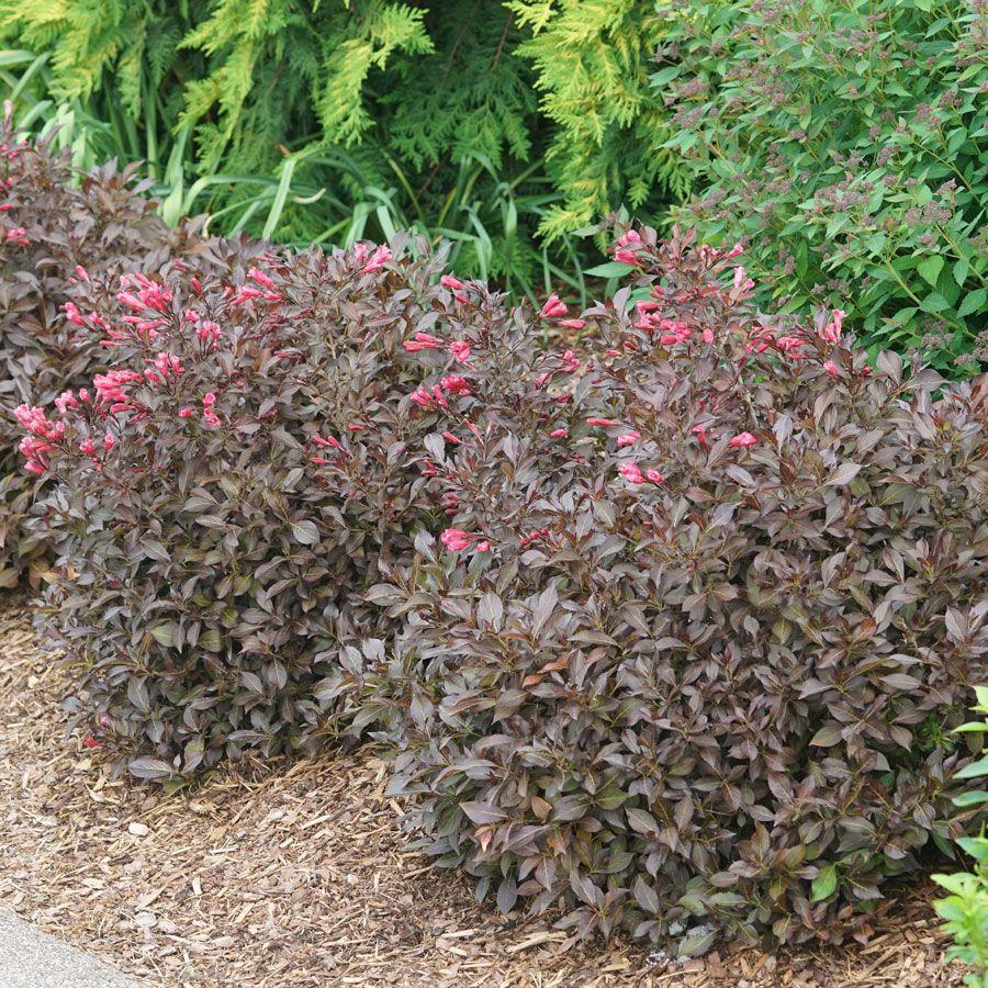 Weigela Florida Midnight Wine Shine - View 19 from www redcrocus com