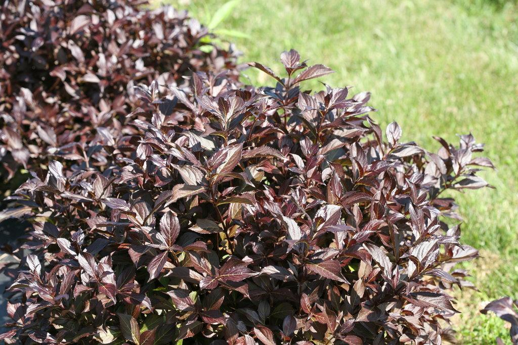 Weigela Florida Midnight Wine Shine - View 2 from www redcrocus com
