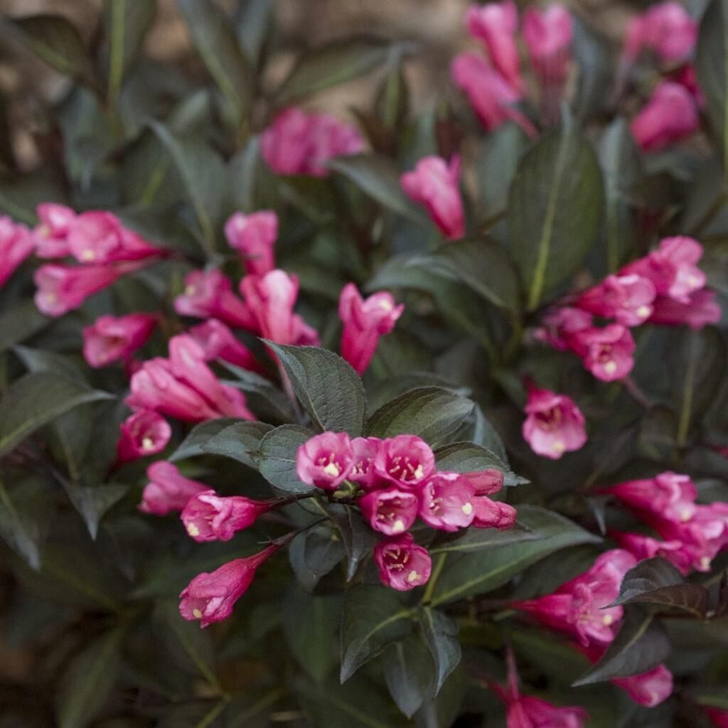 Weigela Florida Midnight Wine Shine - View 3 from www redcrocus com