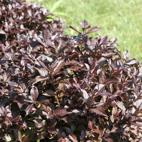 Weigela Florida Midnight Wine Shine - View 4 from www redcrocus com
