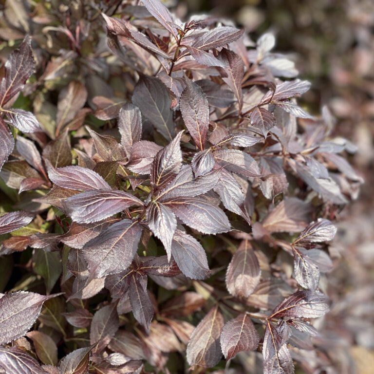 Weigela Florida Midnight Wine Shine - View 5 from www redcrocus com