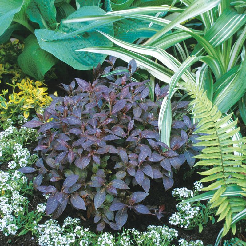 Weigela Florida Midnight Wine Shine - View 6 from www redcrocus com