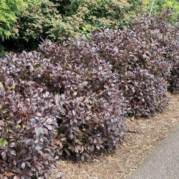 Weigela Florida Midnight Wine Shine - View 7 from www redcrocus com