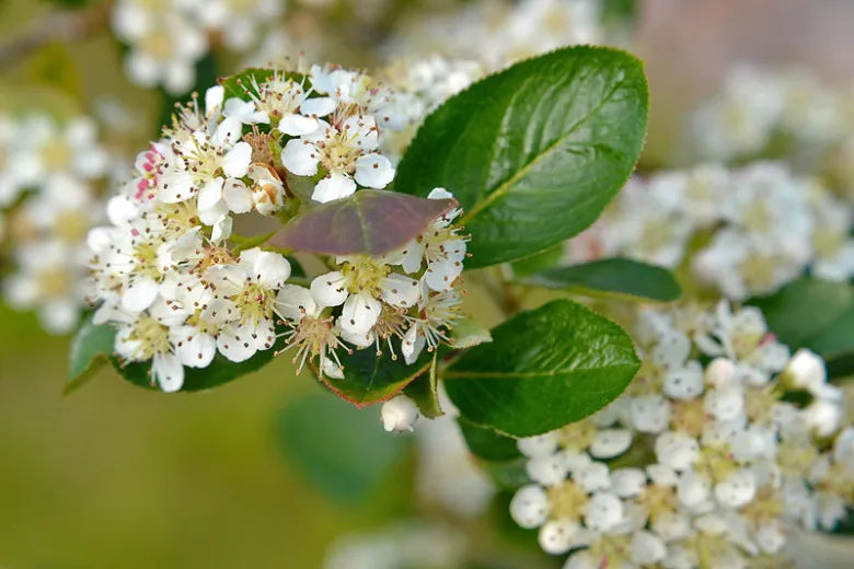 Aronia Melanocarpa Ground Hug - View 12 from www redcrocus com