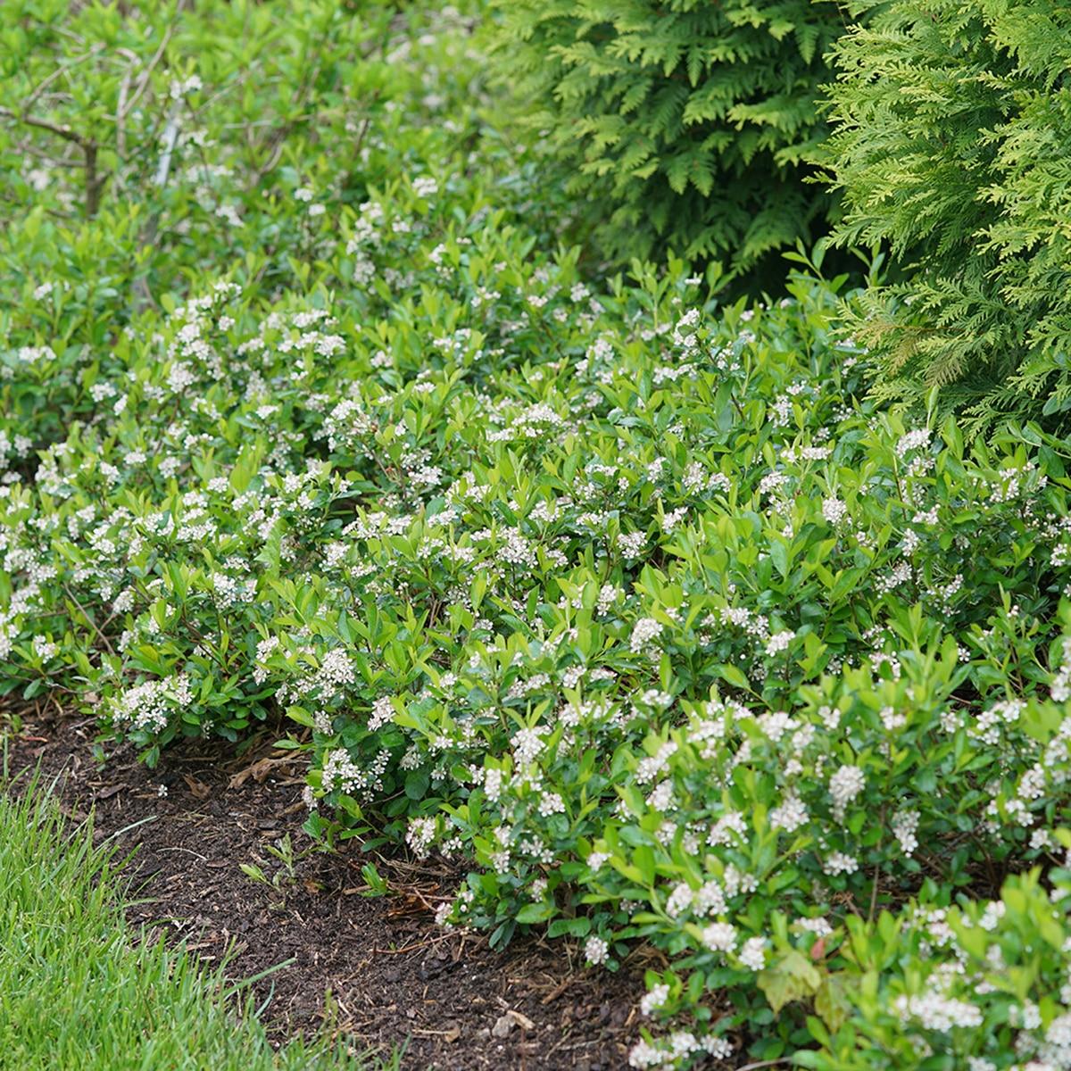 Aronia Melanocarpa Ground Hug - View 1 from www redcrocus com