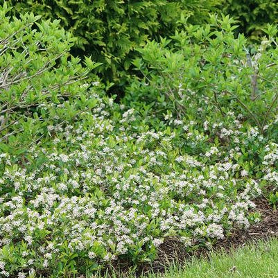 Aronia Melanocarpa Ground Hug - View 3 from www redcrocus com