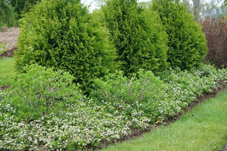Aronia Melanocarpa Ground Hug - View 4 from www redcrocus com