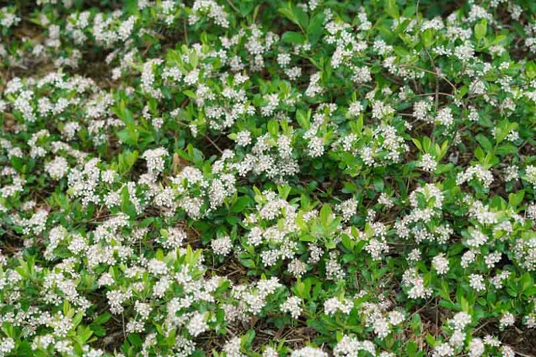 Aronia Melanocarpa Ground Hug - View 5 from www redcrocus com