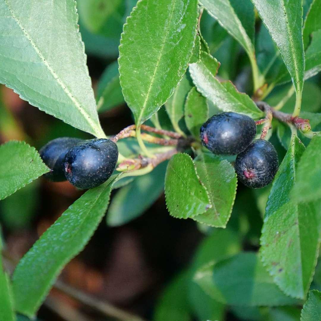 Aronia Melanocarpa Ground Hug - View 9 from www redcrocus com
