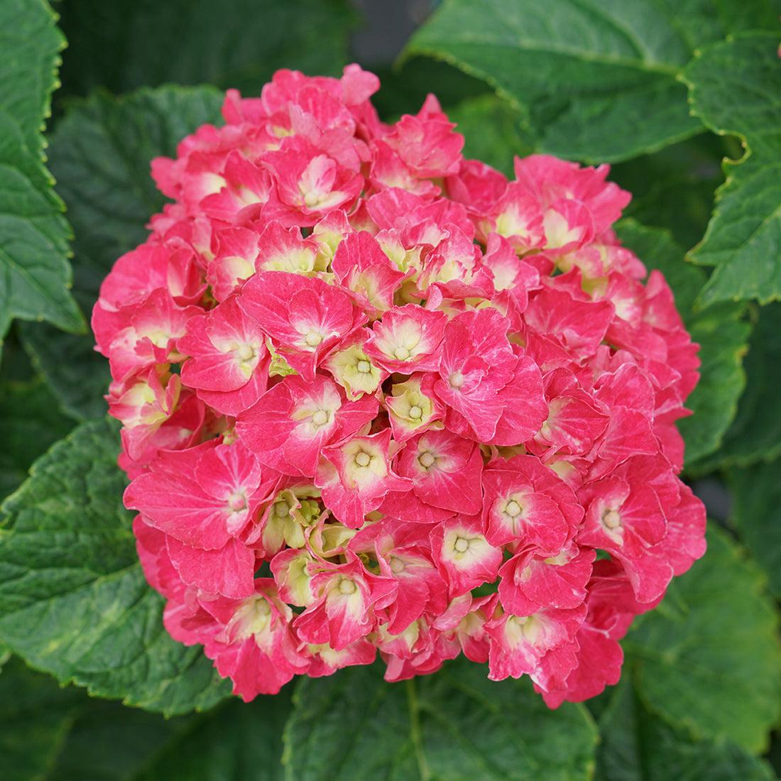 Hydrangea Macrophylla Wee Bit Grumpy - View 12 from www redcrocus com