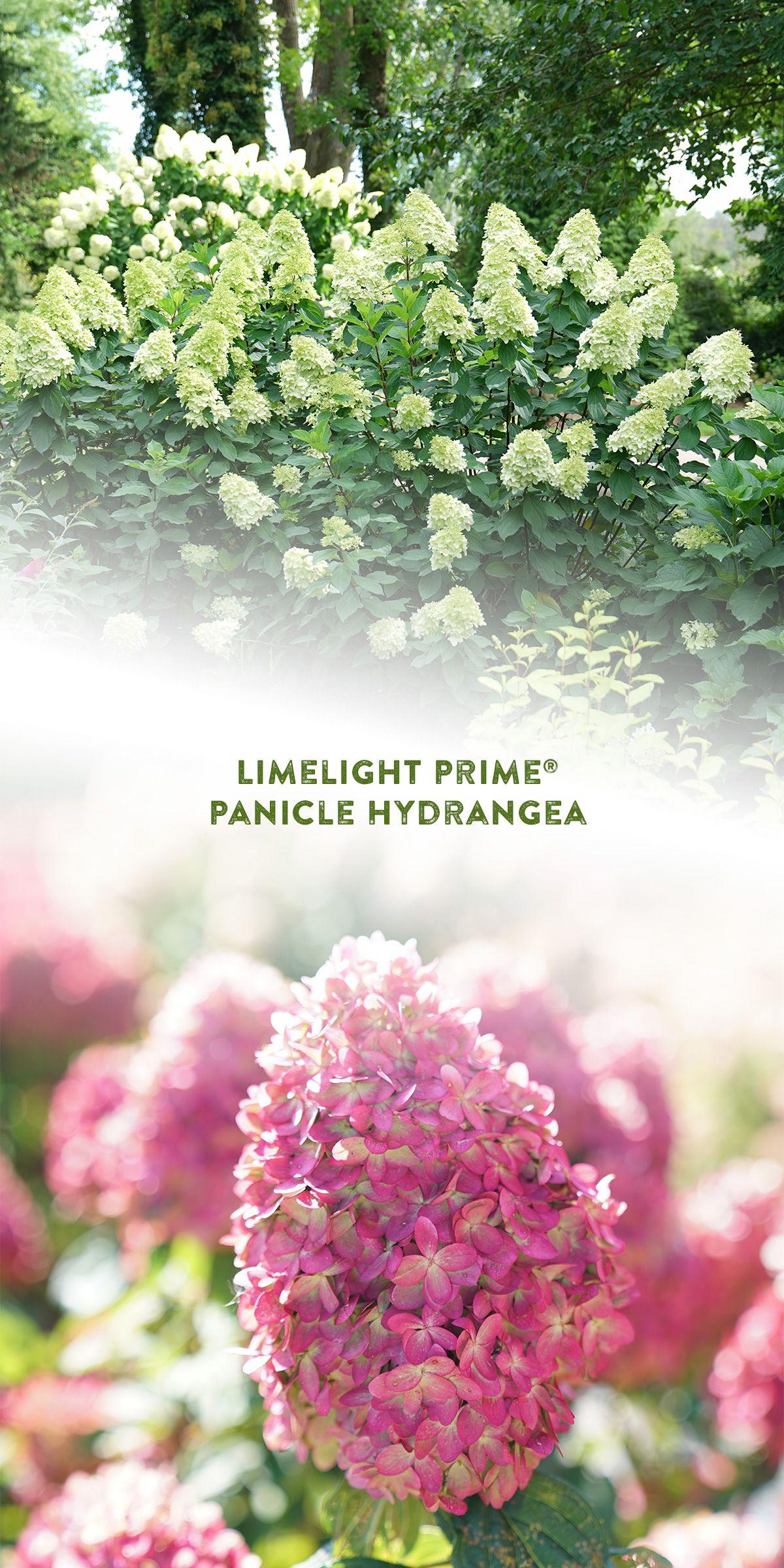 Hydrangea Paniculata Limelight Prime - View 19 from www redcrocus com