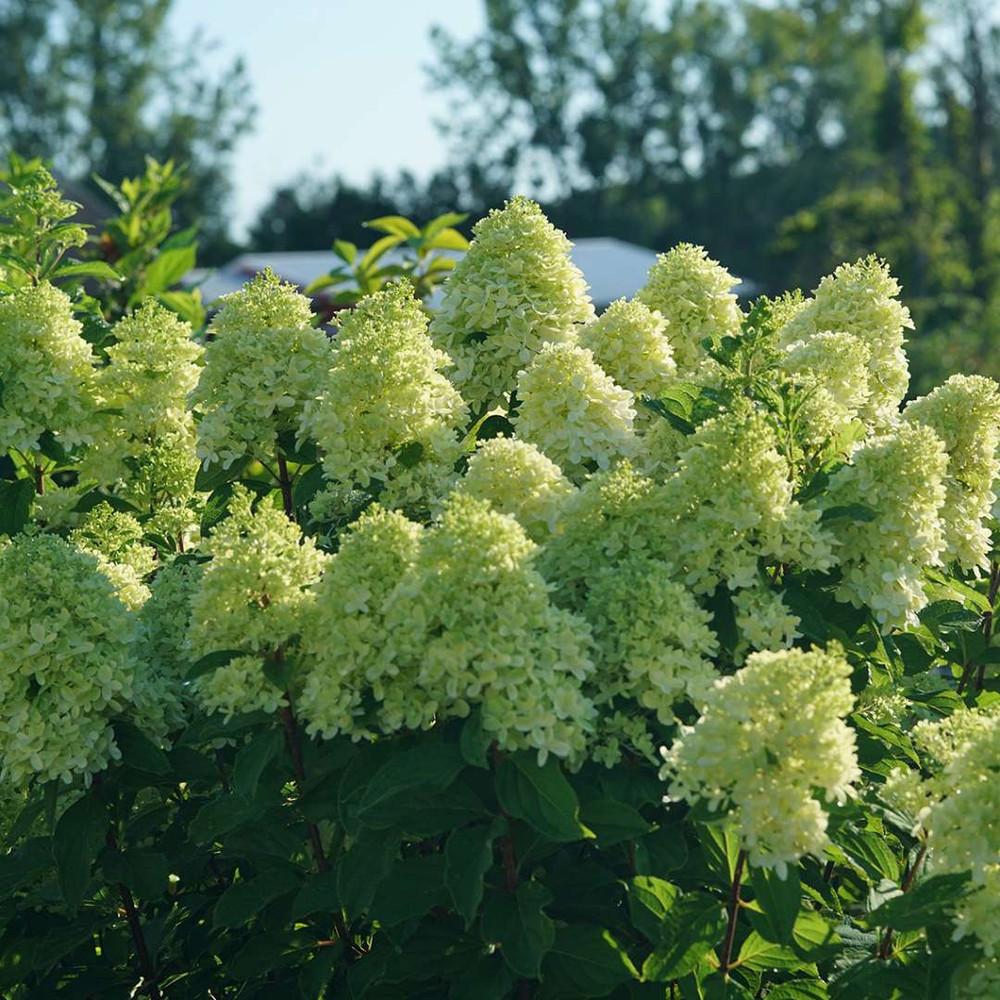 Hydrangea Paniculata Limelight Prime - View 9 from www redcrocus com