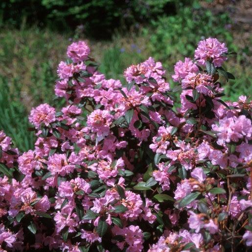 Rhododendron Aglo - View 17 from www redcrocus com