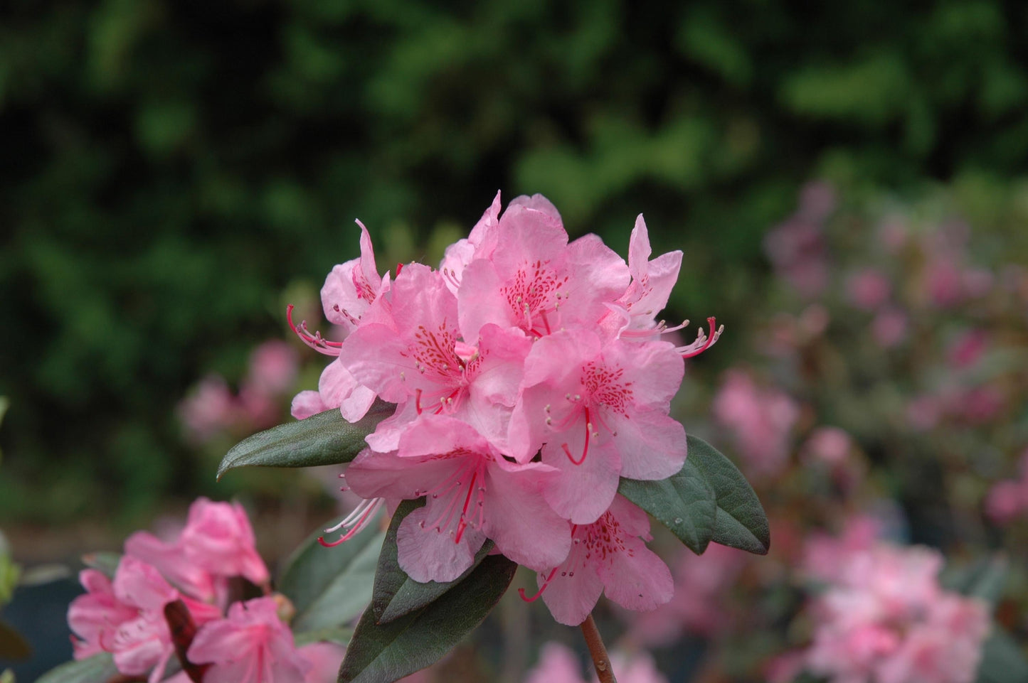 Rhododendron Aglo - View 7 from www redcrocus com
