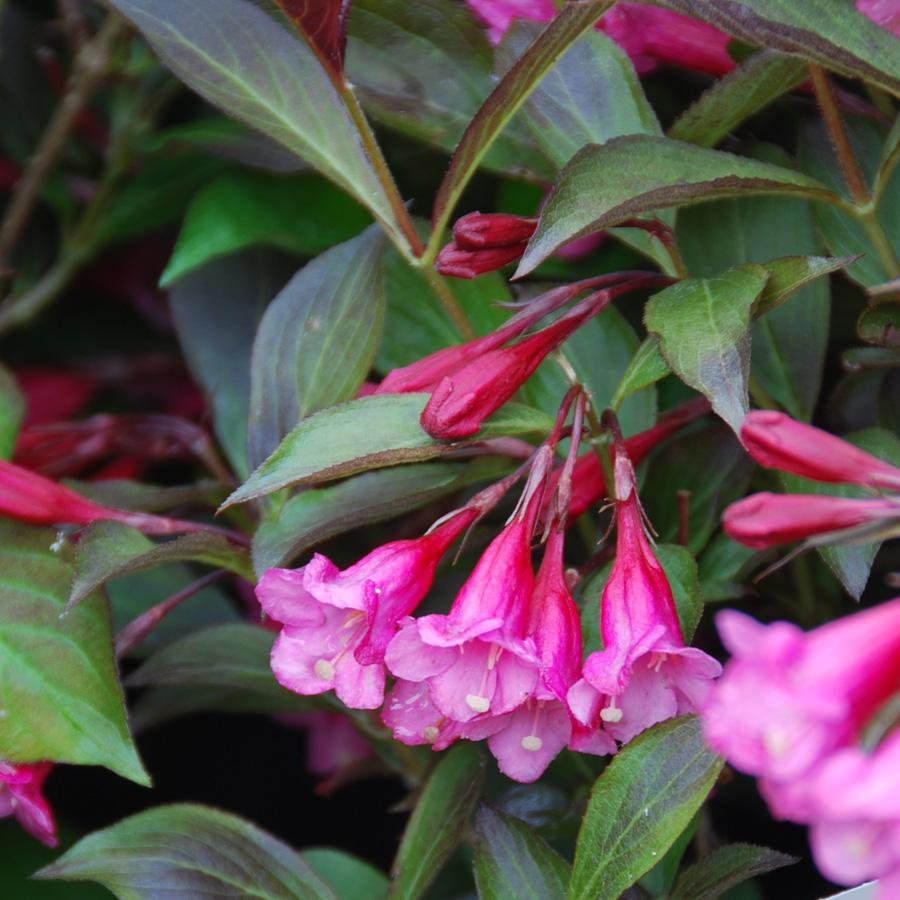 Weigela Florida Wine And Roses - View 10 from www redcrocus com