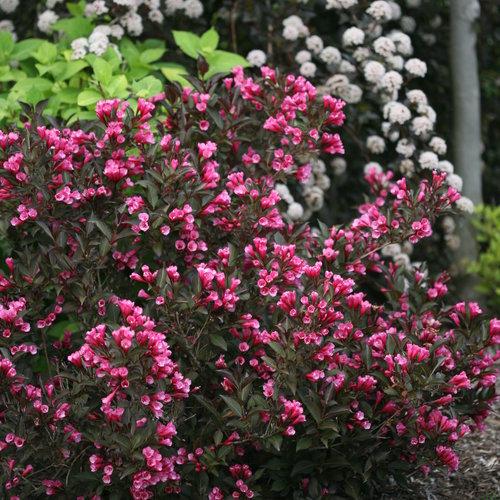 Weigela Florida Wine And Roses - View 13 from www redcrocus com
