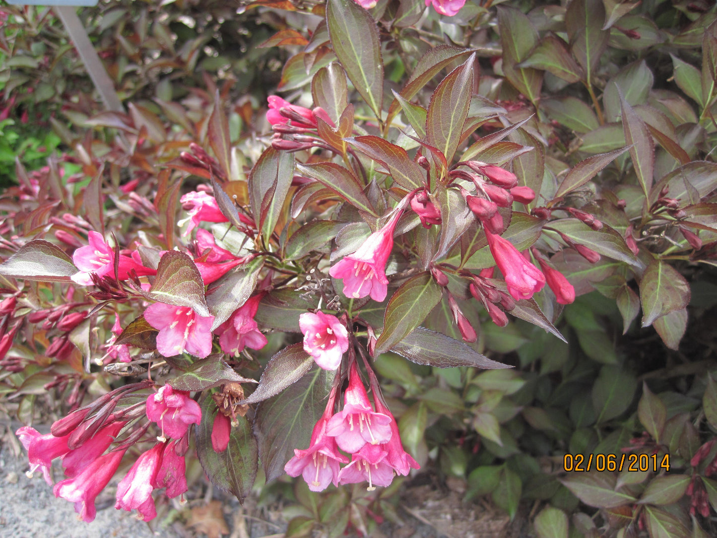 Weigela Florida Wine And Roses - View 16 from www redcrocus com