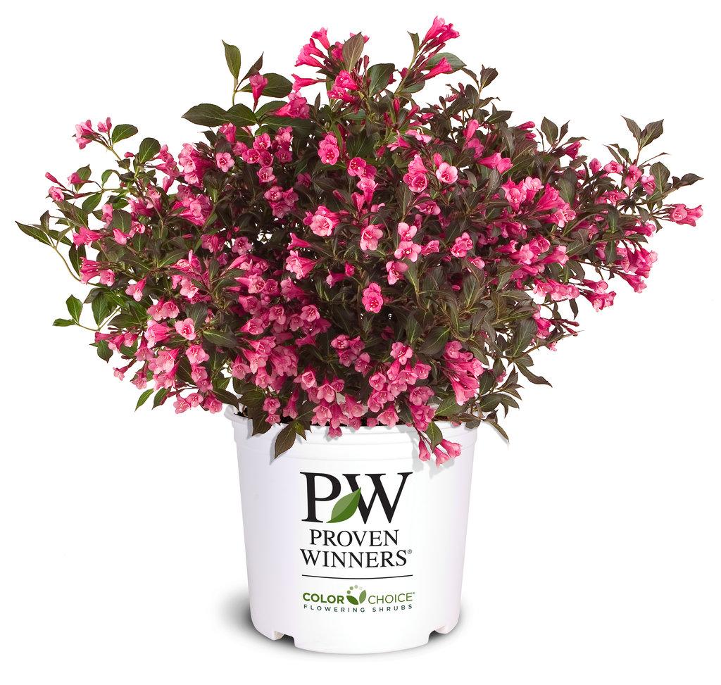 Weigela Florida Wine And Roses - View 17 from www redcrocus com