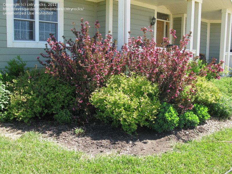 Weigela Florida Wine And Roses - View 19 from www redcrocus com
