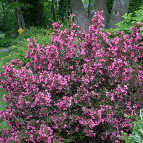 Weigela Florida Wine And Roses - View 2 from www redcrocus com