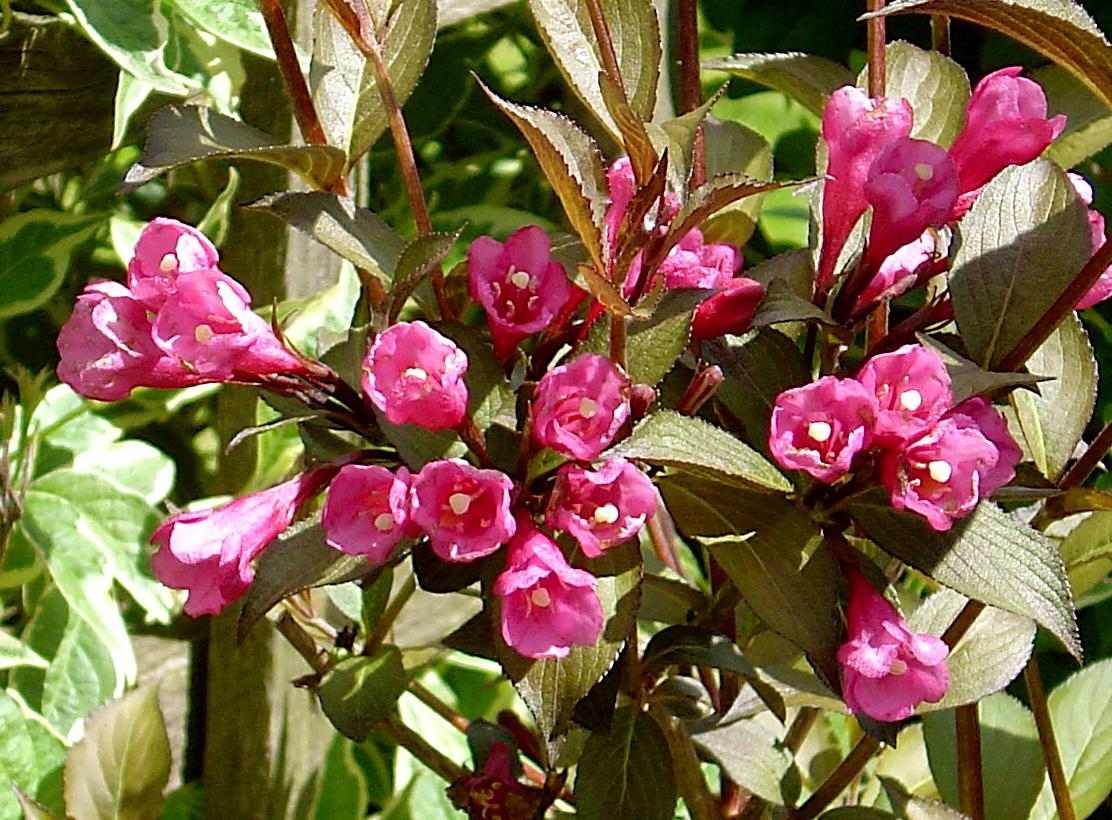 Weigela Florida Wine And Roses - View 4 from www redcrocus com