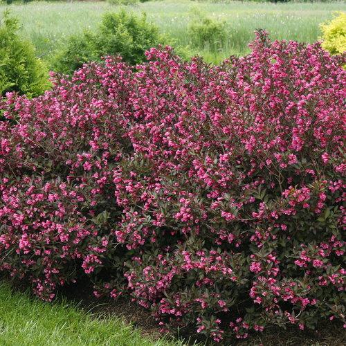 Weigela Florida Wine And Roses - View 9 from www redcrocus com