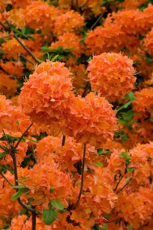 Azalea Mandarin Lights - View 10 from www redcrocus com