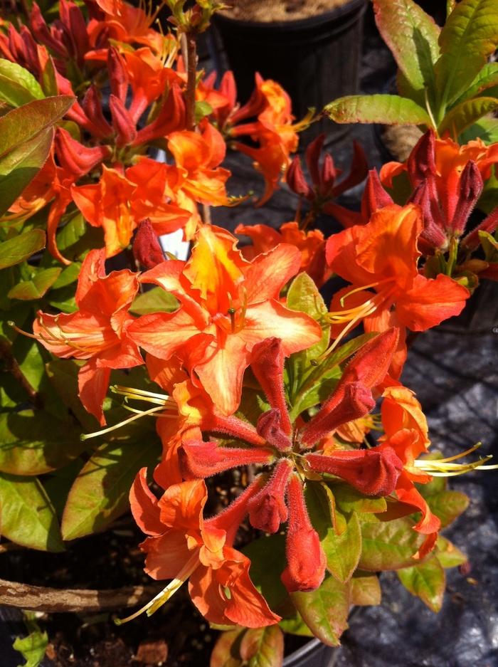 Azalea Mandarin Lights - View 11 from www redcrocus com