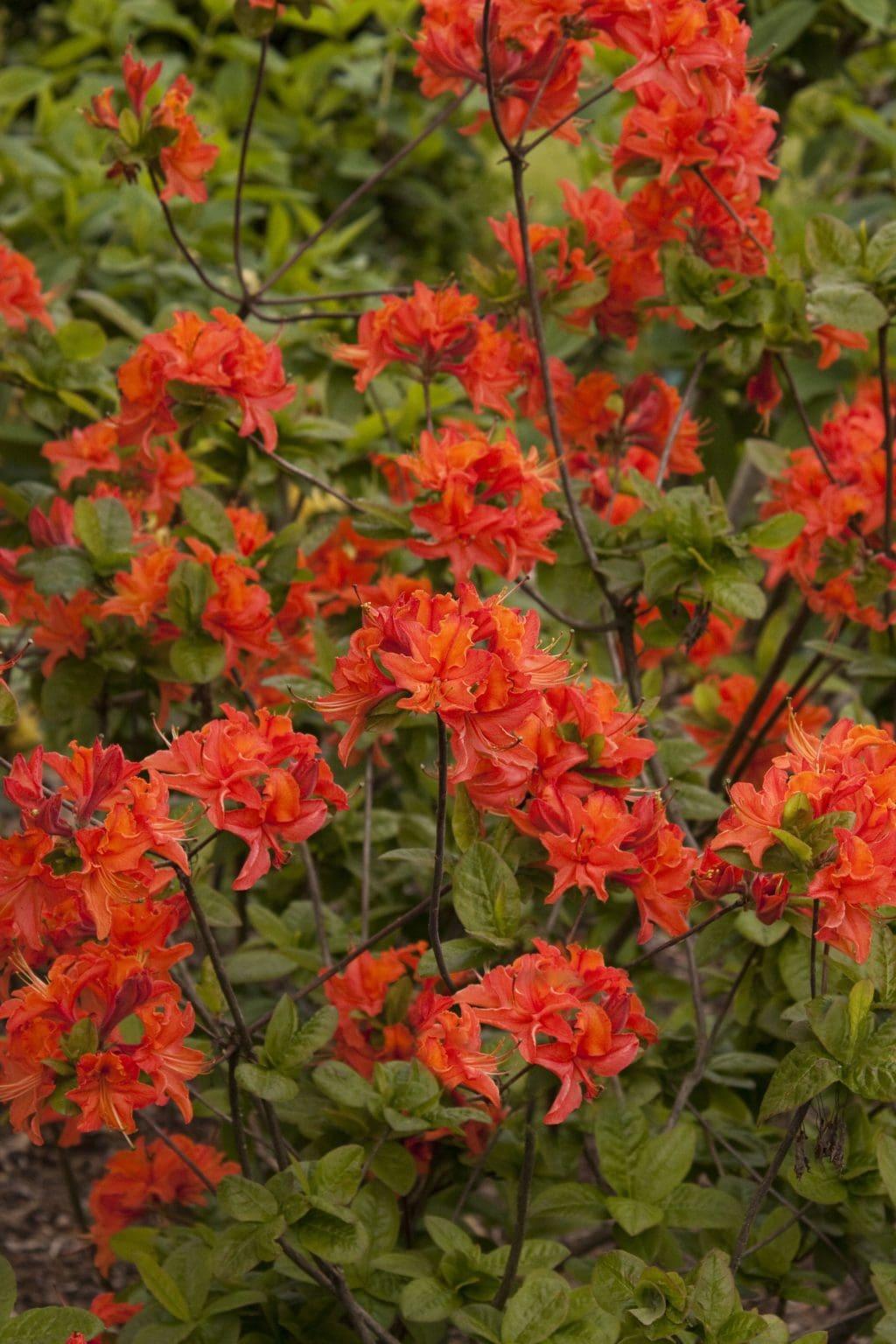 Azalea Mandarin Lights - View 12 from www redcrocus com