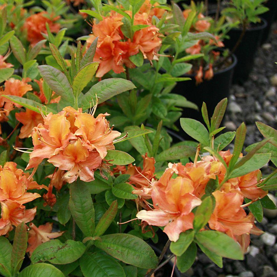 Azalea Mandarin Lights - View 14 from www redcrocus com