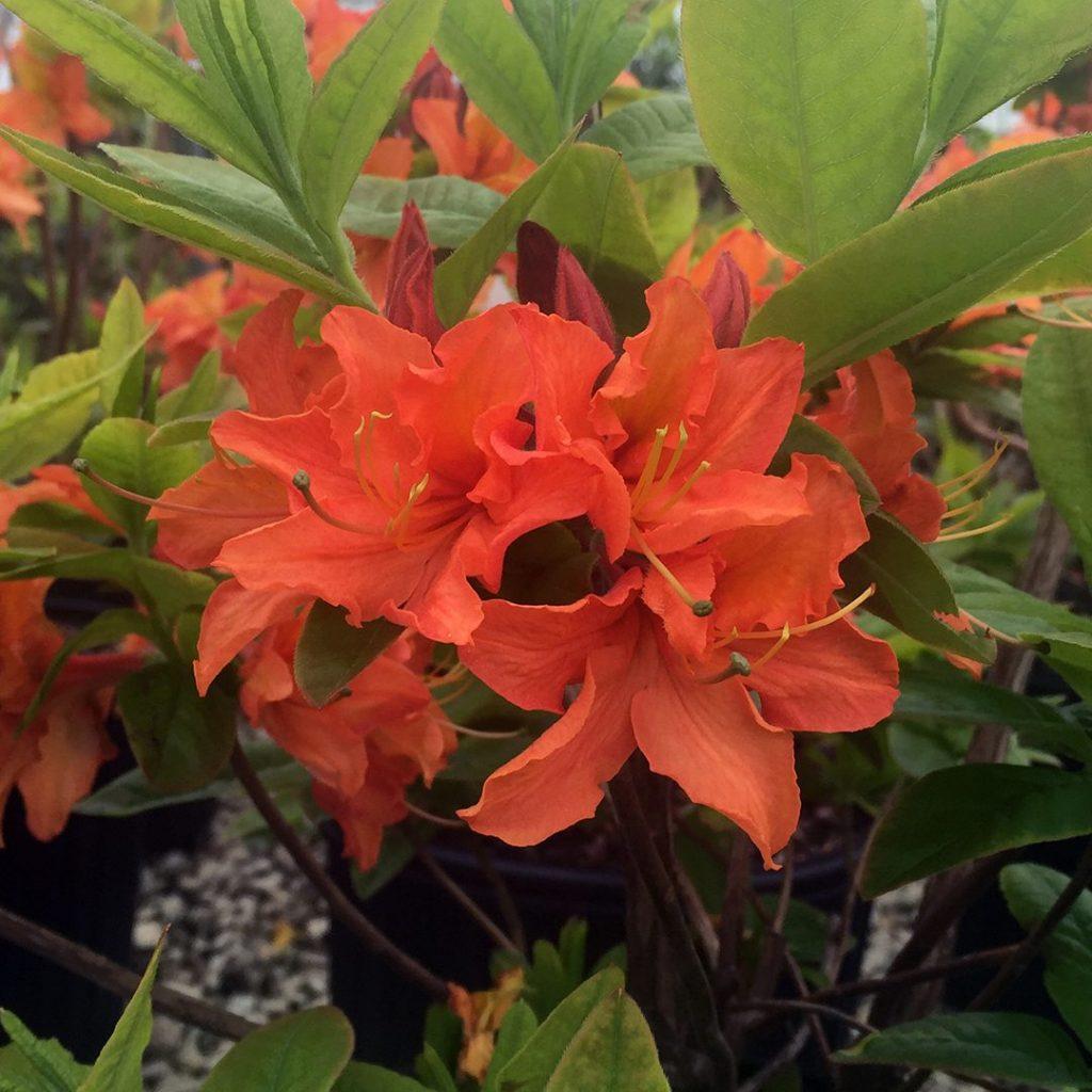 Azalea Mandarin Lights - View 15 from www redcrocus com
