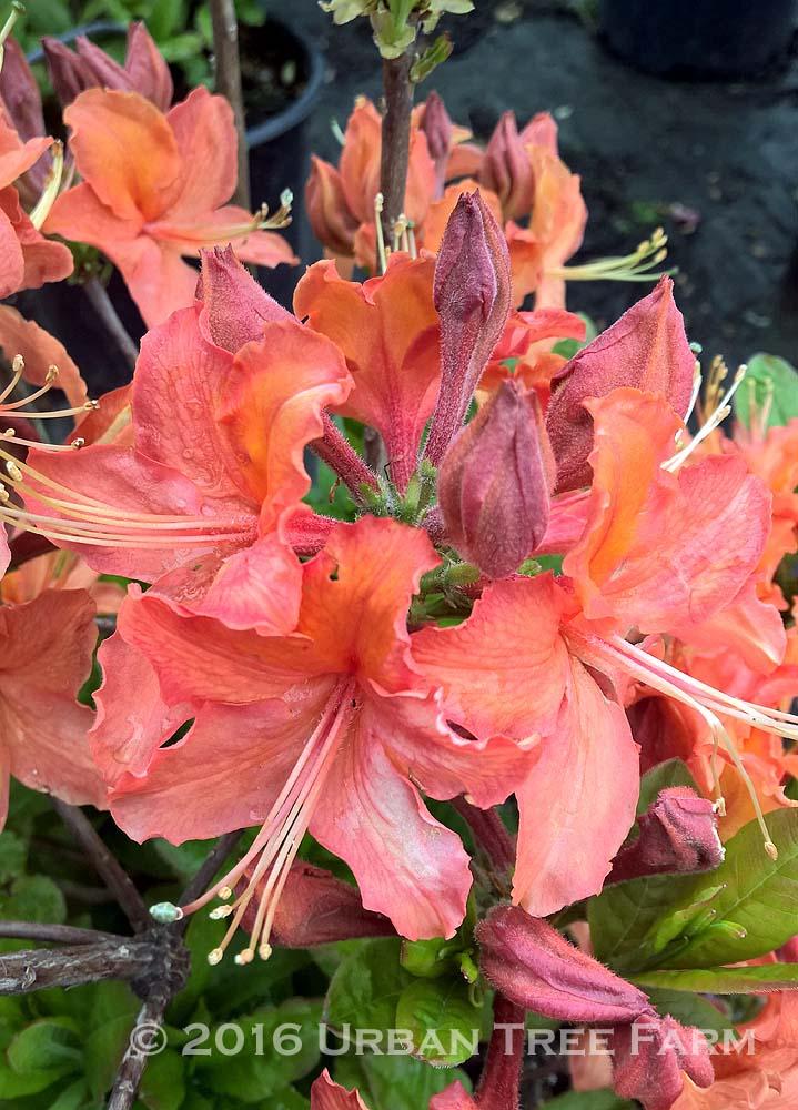 Azalea Mandarin Lights - View 16 from www redcrocus com