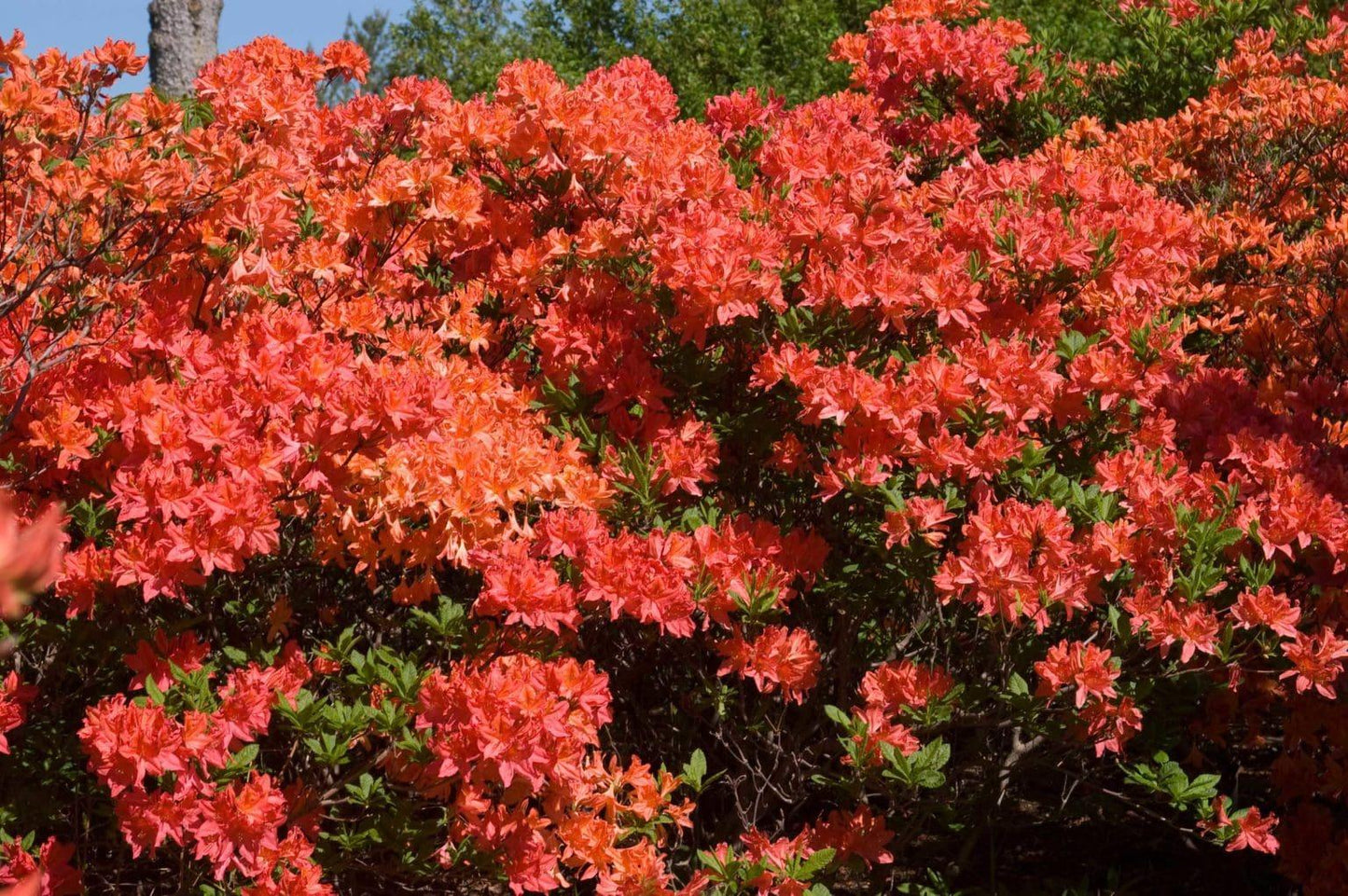 Azalea Mandarin Lights - View 17 from www redcrocus com