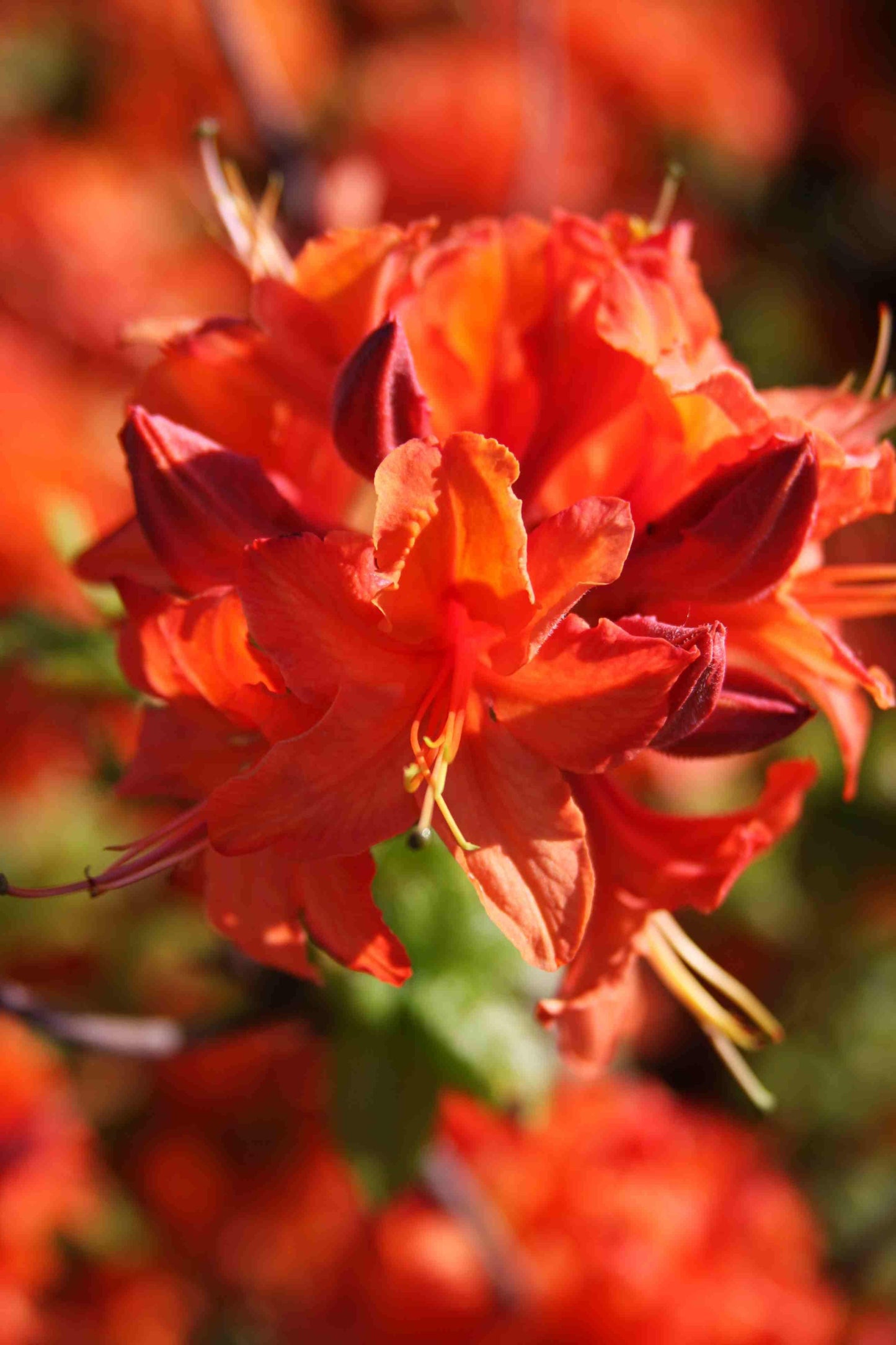 Azalea Mandarin Lights - View 18 from www redcrocus com