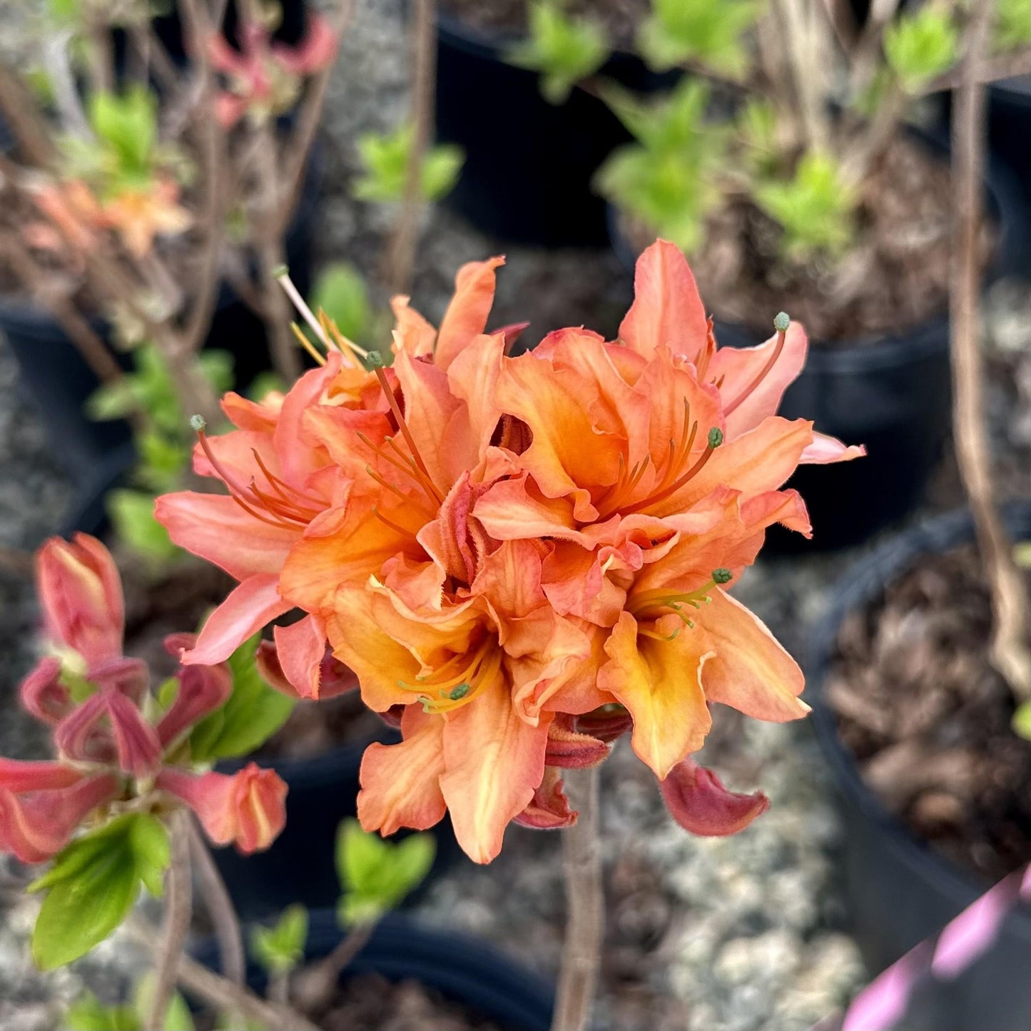 Azalea Mandarin Lights - View 19 from www redcrocus com