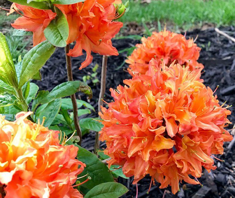 Azalea Mandarin Lights - View 1 from www redcrocus com