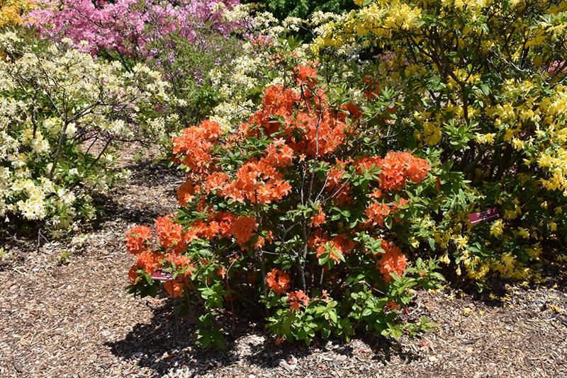 Azalea Mandarin Lights - View 20 from www redcrocus com