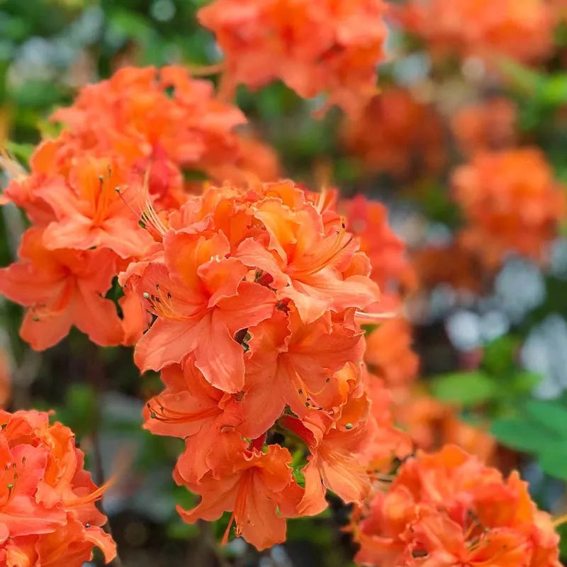 Azalea Mandarin Lights - View 20 from www redcrocus com