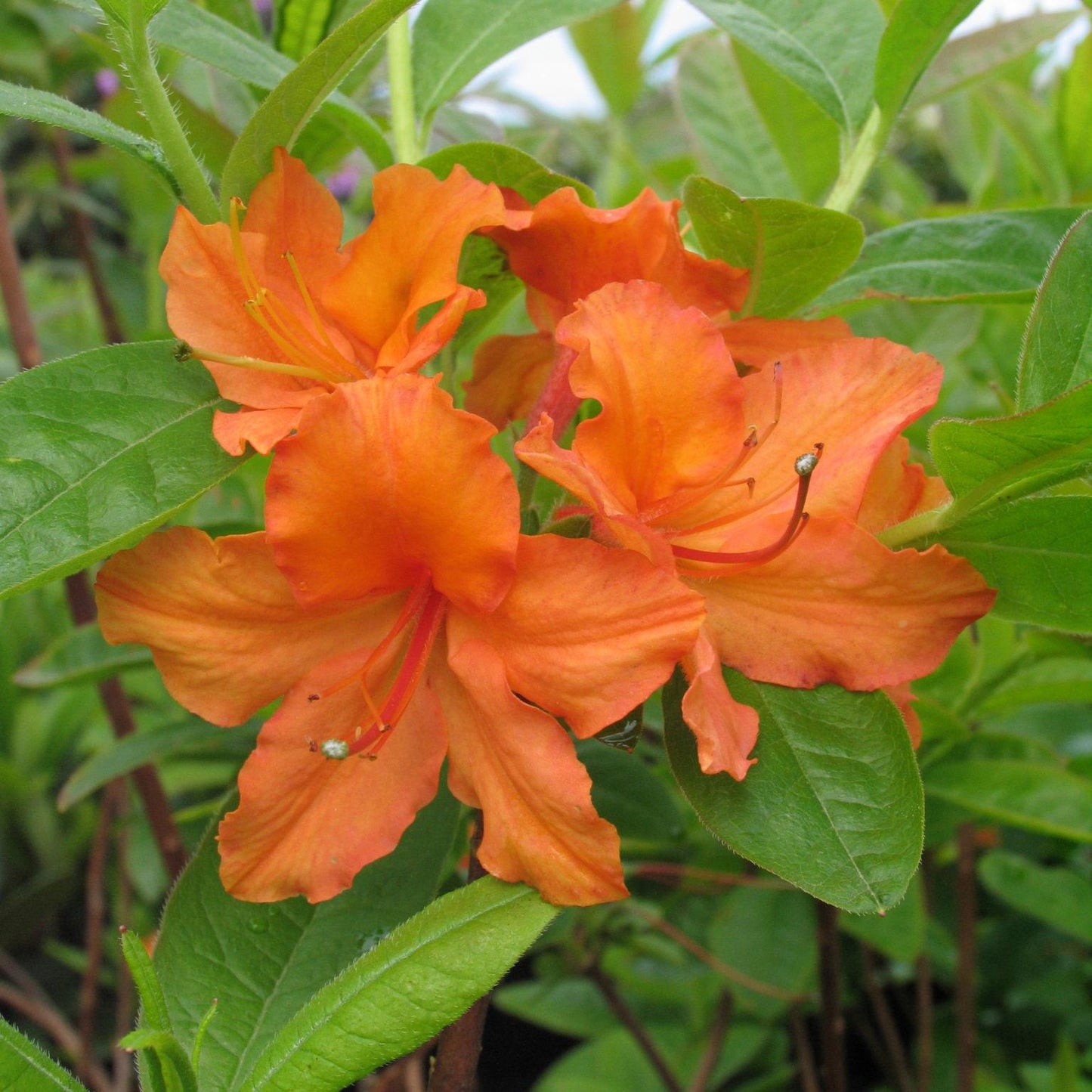 Azalea Mandarin Lights - View 3 from www redcrocus com