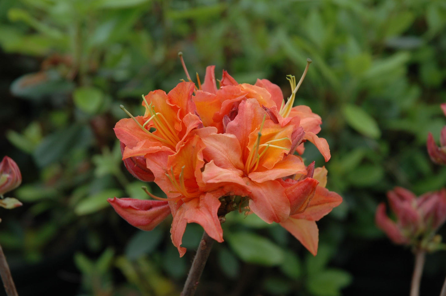 Azalea Mandarin Lights - View 5 from www redcrocus com