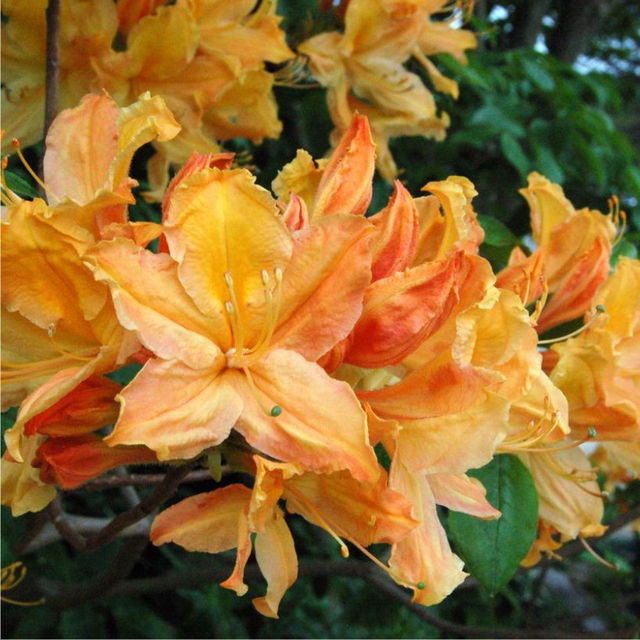 Azalea Mandarin Lights - View 5 from www redcrocus com