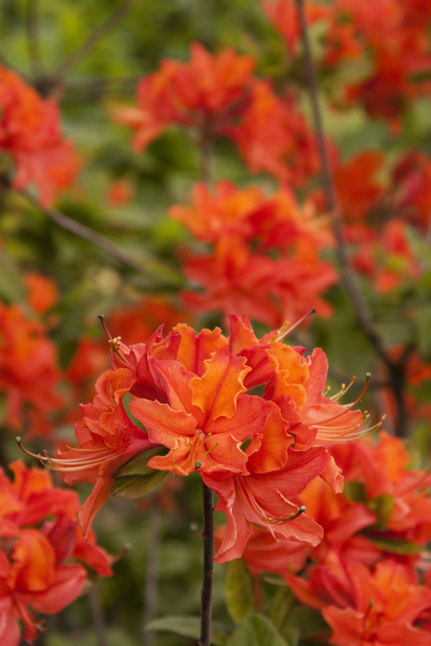 Azalea Mandarin Lights - View 6 from www redcrocus com