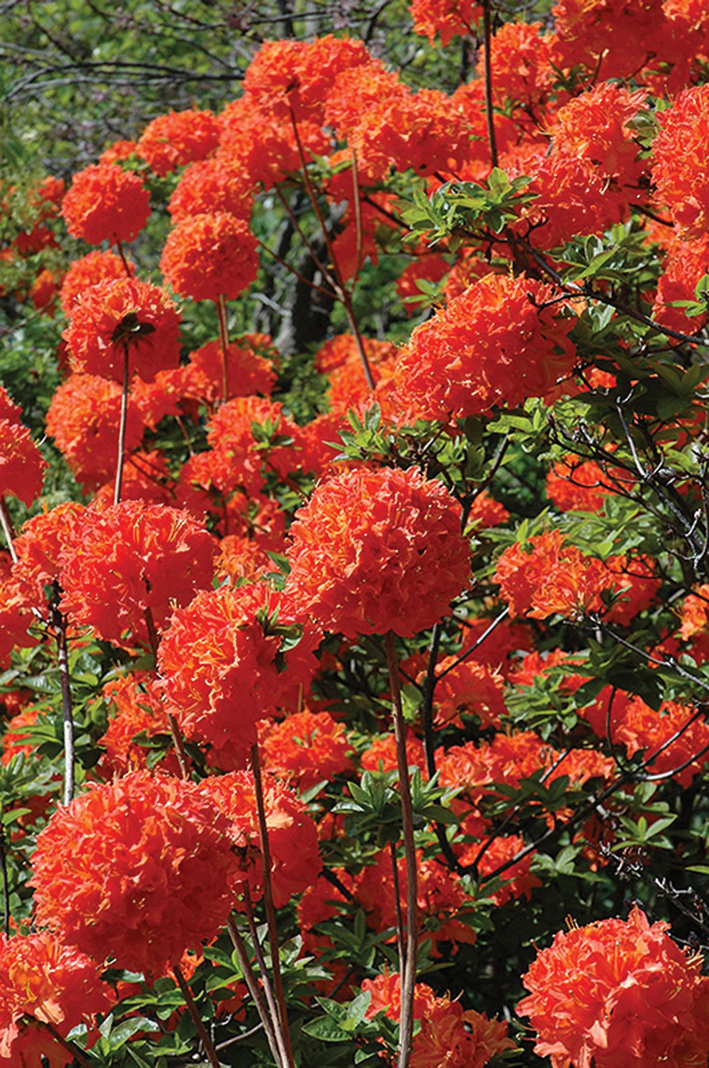 Azalea Mandarin Lights - View 7 from www redcrocus com