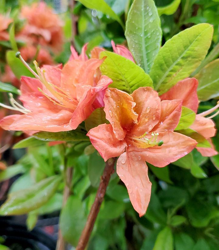 Azalea Mandarin Lights - View 8 from www redcrocus com