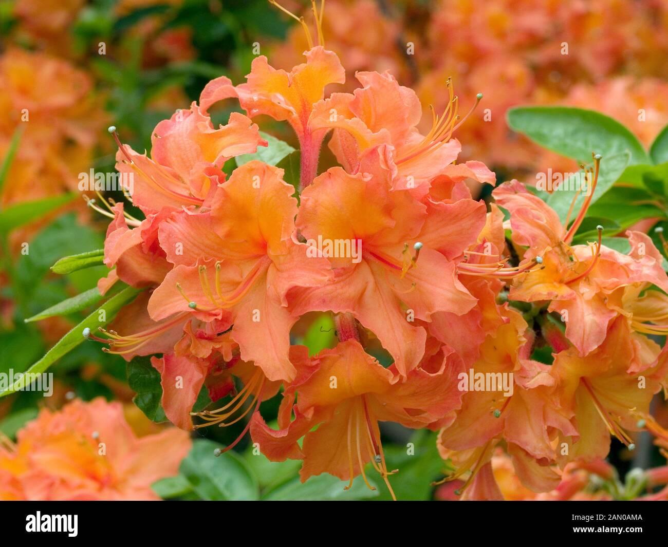 Azalea Mandarin Lights - View 8 from www redcrocus com
