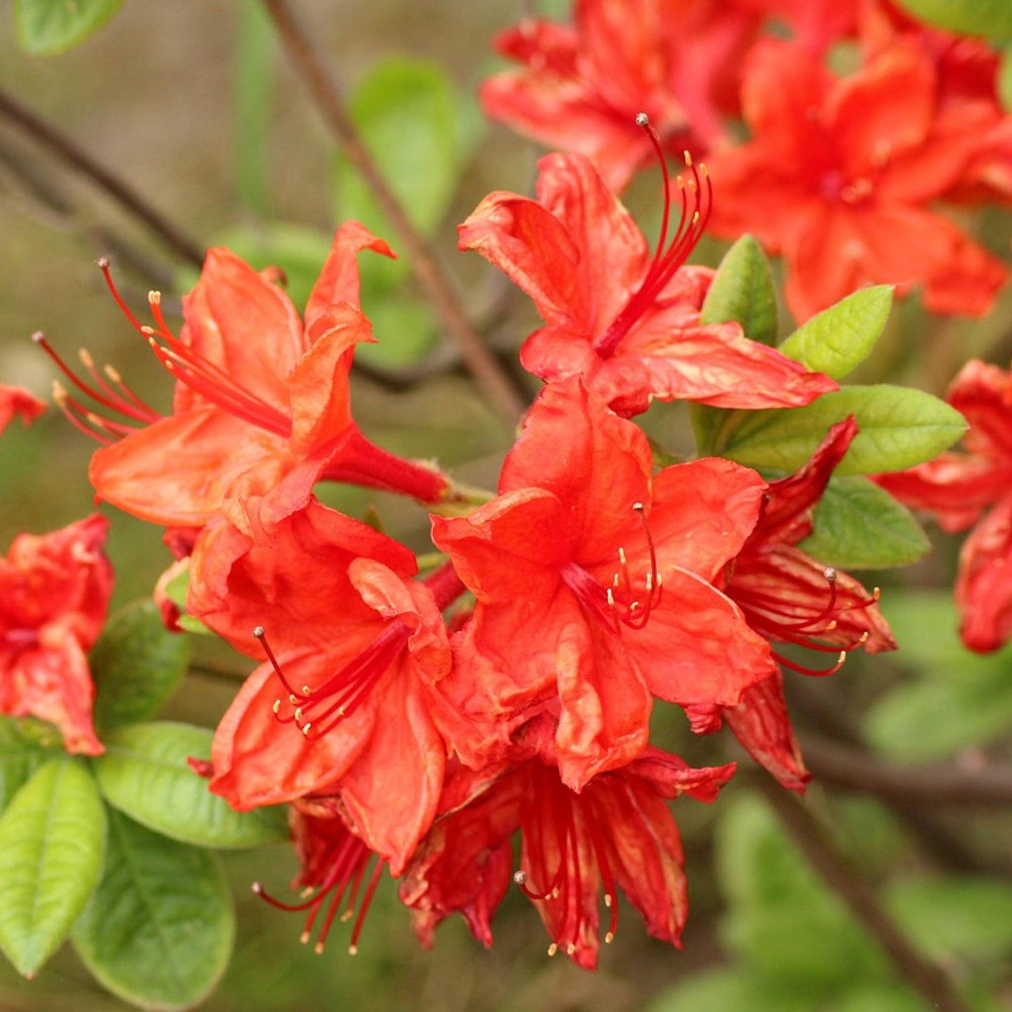 Azalea Mandarin Lights - View 9 from www redcrocus com