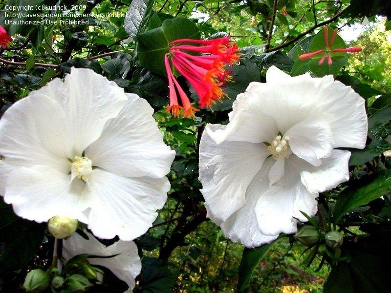 Hibiscus Syriacus Diana - View 11 from www redcrocus com